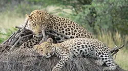 Il faut sauver la panthère