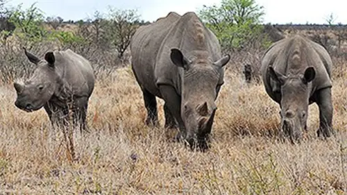 Casting Il faut sauver les rhinocéros noirs