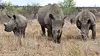 Il faut sauver les rhinocéros noirs (2017)