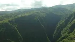 Visuel de Ile de La Réunion : au secours des plantes