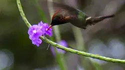 Visuel de Iles de beauté