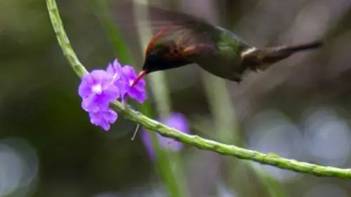 Casting Iles de beauté S01E02 Les Caraïbes
