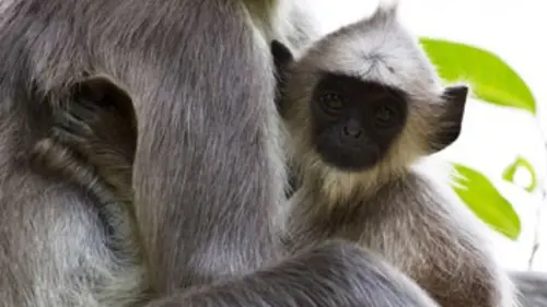 Iles de beauté S01E04 Le Sri Lanka