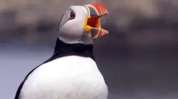 Visuel de Iles de beauté