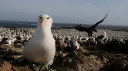 Iles de beautés Les Malouines