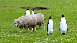 Iles de beautés Les Malouines