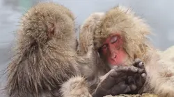 Iles de beautés Le Japon