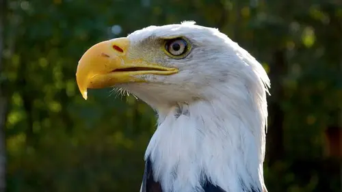 Iles de beautés L'île de Vancouver