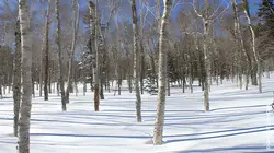 Iles de beautés Le Japon