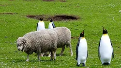 Iles de beautés S02E02 Les Malouines