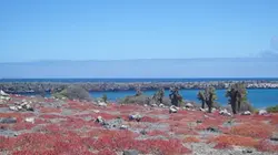 Visuel de Iles, des paradis menacés