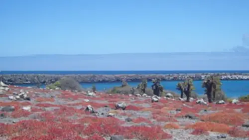 Iles, des paradis menacés