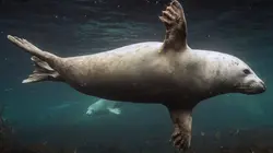 Iles secrètes de Grande-Bretagne Rathlin, Anglesey et Man