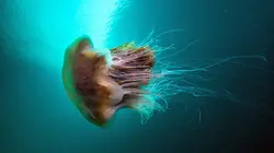 Iles secrètes de Grande-Bretagne