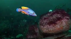 Iles secrètes de Grande-Bretagne