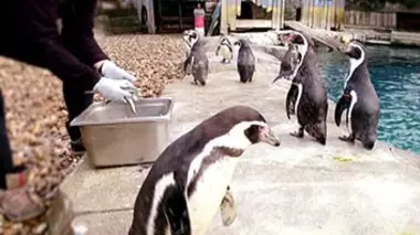 Ils font le zoo d'Amnéville