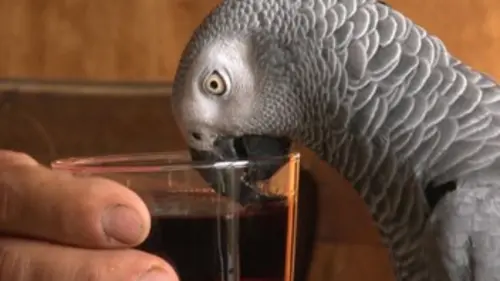 Ils sont des nôtres