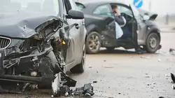Immersion dans une méga fourrière