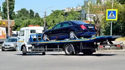 Immersion dans une méga fourrière