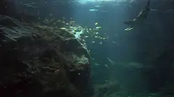 Visuel de Immersion en aquarium