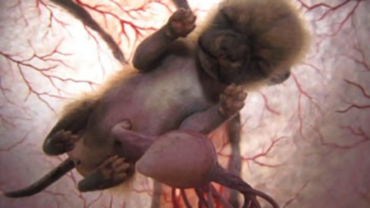 Voyage au centre de la vie Chiens et loups