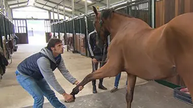 Super vétos pour super chevaux