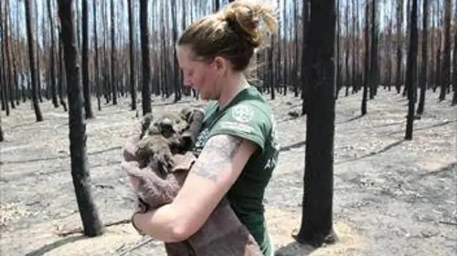 Incendies en Australie : urgence climatique