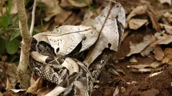 Incroyable monde sauvage