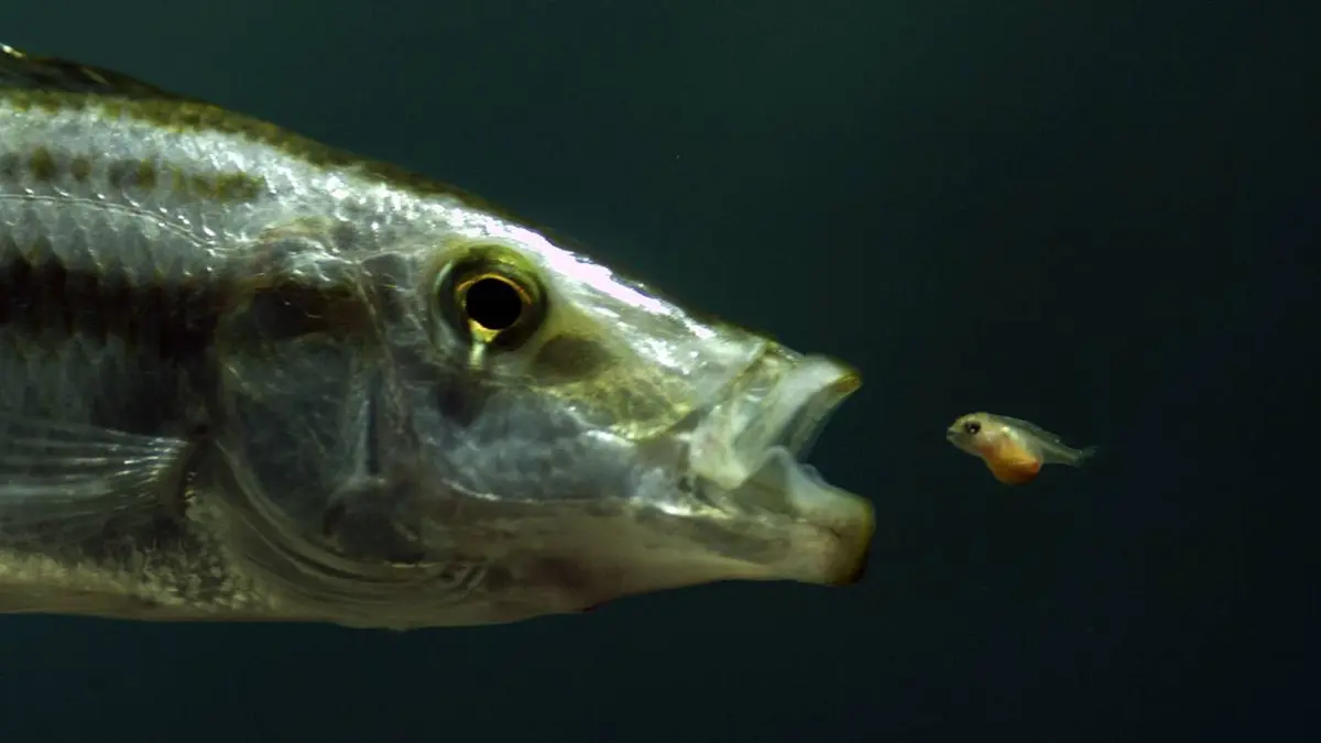 Incroyable monde sauvage