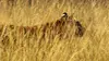 Inde : au royaume des derniers tigres sauvages