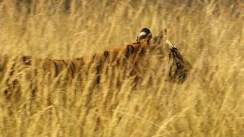 Inde : au royaume des derniers tigres sauvages