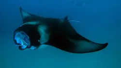 Inde : enquête sur le commerce illégal des raies