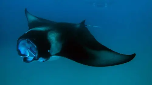 Inde : enquête sur le commerce illégal des raies