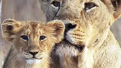 Visuel de Inde : le retour des lions