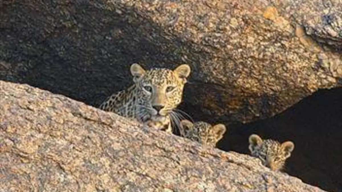 Inde : les léopards des montagnes