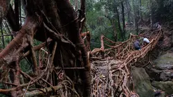 Inde : les ponts vivants du Meghalaya