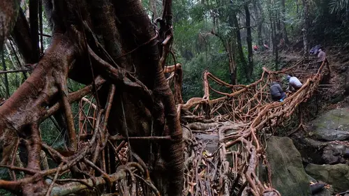 Inde : les ponts vivants du Meghalaya