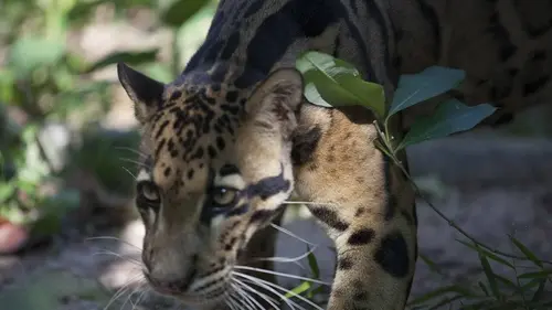 Indochine sauvage S01E04 Le Vietnam