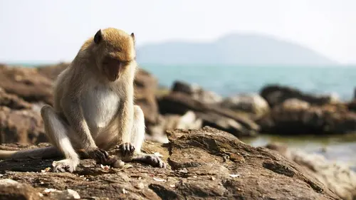 Indochine sauvage S01E03 La Thaïlande