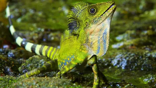 Indochine sauvage S01E02 La Malaisie