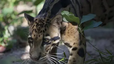 Indochine sauvage S01E04 Le Vietnam