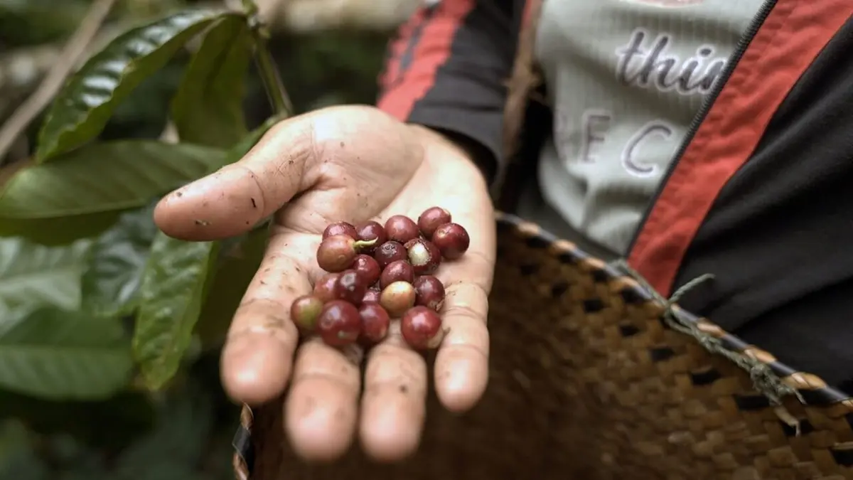 Indonésie, la danse sacrée du caci