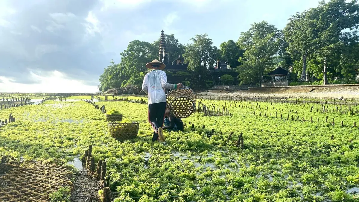 Indonésie, les cultivateurs de la mer