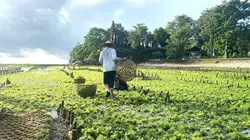 Indonésie, les cultivateurs de la mer