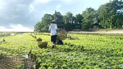 Indonésie, les cultivateurs de la mer