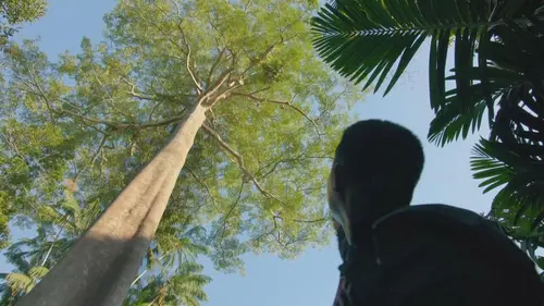 Casting Indonésie : Sauver la forêt de Sumatra