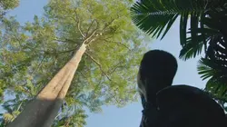 Indonésie : Sauver la forêt de Sumatra