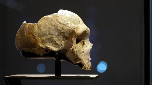 Inexpliqué Le mystère du chaînon manquant