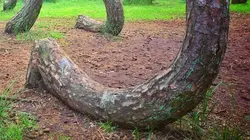 Inexpliqué S01E03 Une nature surnaturelle