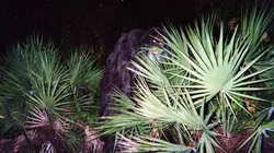 Inexpliqué S01E04 Cryptides et monstres légendaires